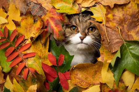 curious tabby white british shorthair cat looking through a hole of different colored autum leaves with copy spaceの写真素材