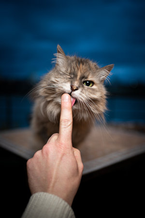 Cute Longhair cat sitting on table outdoors in blue hour licking finger looking at camera winkingの写真素材