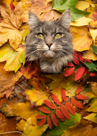 beautiful blue tabby white maine coon cat sticking head through colorful autum leaves with copy space looking at cameraの写真素材