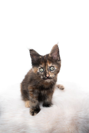 studio portrait of a cute tortoiseshell maine coon kitten looking at camera isolated on white background with copy spaceの写真素材