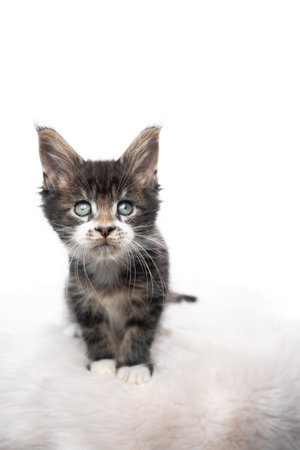 studio portrait of a curious tabby maine coon kitten looking at camera isolated on white background with copy spaceの写真素材
