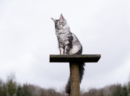 silver tabby maine coon cat sitting on top of scratching tree outdoors in front of sky with treeline from forest in the backgroundの写真素材