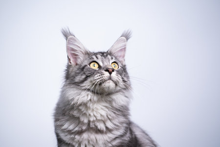 portrait of a silver tabby maine coon cat looking up curiously outdoors in front of white backgroundの写真素材