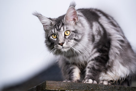 beautiful silver tabby maine coon cat resting on rooftop outdoors looking downの写真素材