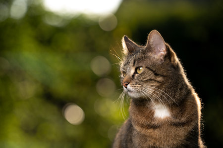 tabby shorthair cat in nature looking to the side with copy spaceの写真素材