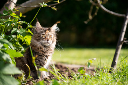 maine coon cat sitting in flowerbed outdoors in the garden on a sunny dayの写真素材
