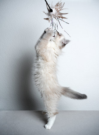 side view of a cute blue silver tabby point white siberian kitten playing jumping up catching feather toyの写真素材