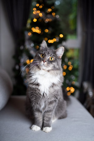 portrait of a cute blue tabby maine coon cat sitting on couch in front of christmas tree with bokeh lights in the backgroundの写真素材