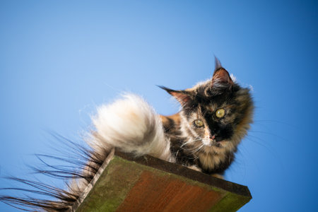 tortoiseshell maine coon cat sitting on elevated viewpoint outdoors in front of clear blue sky looking downの写真素材