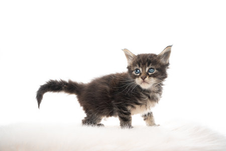 side view studio portrait of a tiny cute 5 week old maine coon kitten looking curiously isolated on whiite backgroundの写真素材