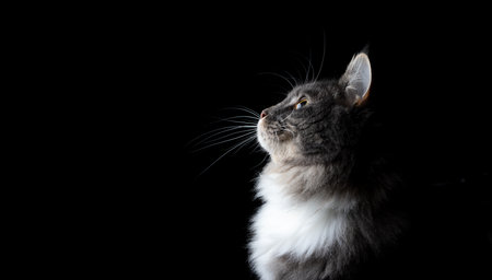 side view of a cute blue tabby maine coon cat looking up into light on black background with copy spaceの写真素材