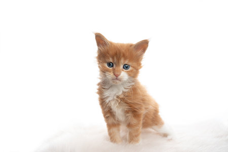 studio portrait of a cute 5 week old ginger maine coon kitten isolated on white background looking at cameraの写真素材