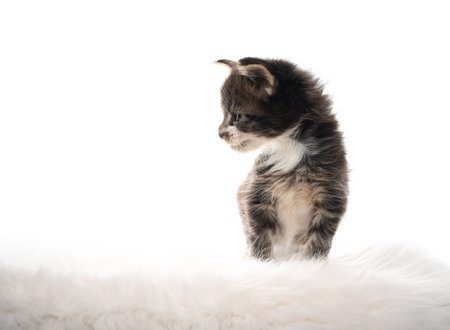 4 week old maine coon kitten standing on fake fur looking to the side isolated on white background with copy spaceの写真素材