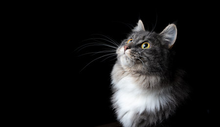 side view of a cute blue tabby maine coon cat looking up into light on black background with copy spaceの写真素材