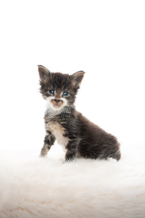 cute 5 week old maine coon kitten with mustache sitting on fake fur looking at camera isolated on white backgroundの写真素材