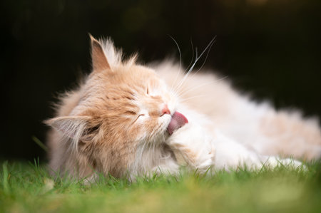 cream colored beige white maine coon cat lying on grass outdoors in nature grooming licking furの写真素材