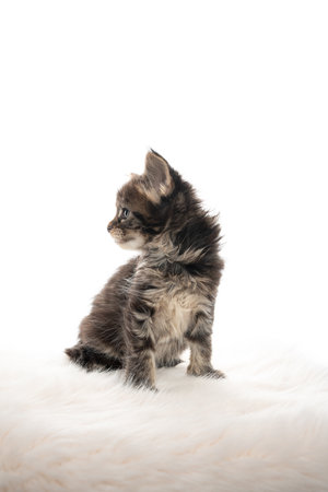 5 week old tabby maine coon kitten standing on fake fur looking to the side isolated on white backgroundの写真素材