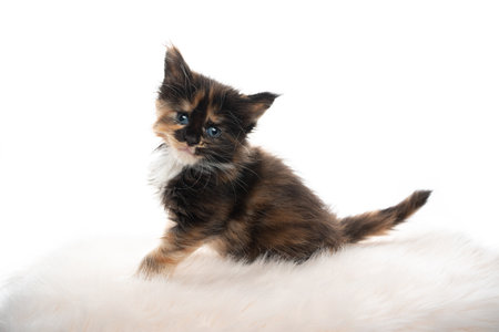 studio portrait of a tiny cute 5 week old tricolor maine coon kitten looking at camera isolated on white background with copy spaceの写真素材