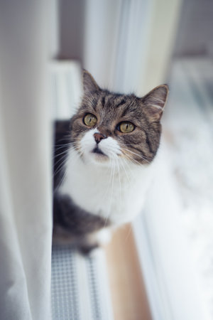 tabby white british shorthair cat standing on radiator in front of window looking upの写真素材