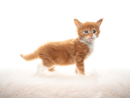 side view studio portrait of a cute 5 week old ginger maine coon kitten standing on fake fur isolated on white backgroundの写真素材