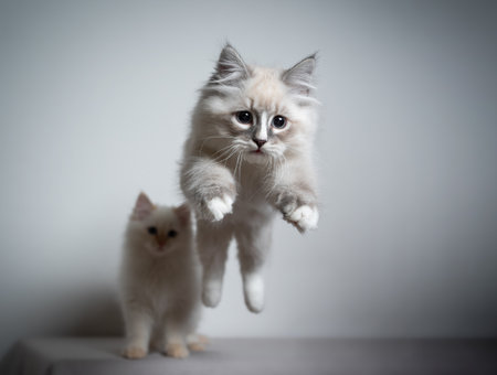 cute playful blue silver tabby point white siberian kitten jumping playing looking ahead very focused. another kitten is watching in the backgroundの写真素材