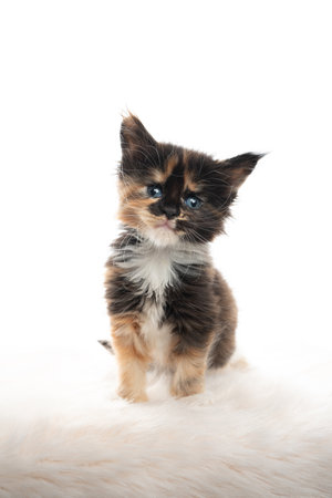 cute 5 week old tricolor maine coon kitten tilting head looking at camera sitting on fake fur isolated on white backgroundの写真素材