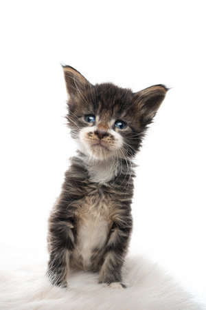 5 week old maine coon kitten with mustache sitting on fake fur looking at camera isolated on white backgroundの写真素材
