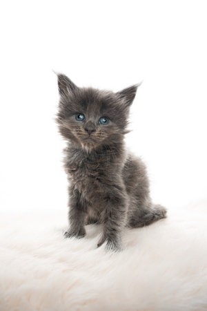 studio portrait of a tiny cute 5 week old blue maine coon kitten sitting on fake fur looking at camera isolated on white backgroundの写真素材