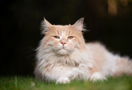 cream colored beige white maine coon cat resting on grass looking at cameraの写真素材