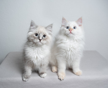 two cute siberian kittens sitting next to each other in front of white background looking at camera curiouslyの写真素材