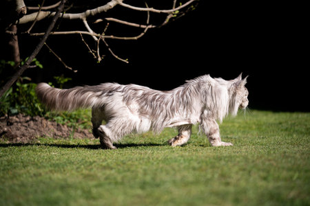 side view of a 10 year old maine coon cat with back problems, scoliosis, walking on grass in sunlightの写真素材