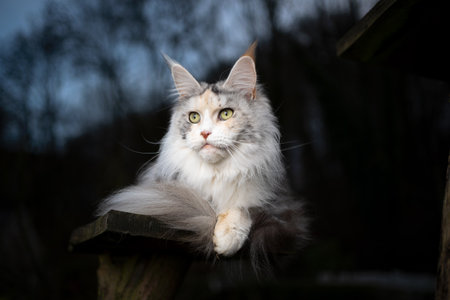 portrait of a black torbie silver highwhite maine coon cat resting on a wooden platform outdoors in nature at dawnの写真素材