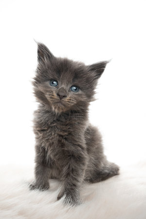 5 week old blue maine coon kitten sitting on fake fur tilting head looking at camera isolated on white backgroundの写真素材
