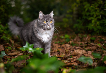 blue tabby white maine coon cat outdoors in nature standing on autumn leaves observing the areaの写真素材