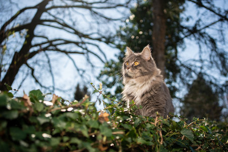 maine coon cat sitting on elevated viewpoint in the back yardの写真素材