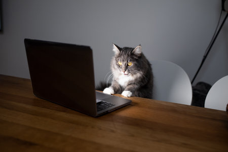 curious young blue tabby maine coon cat standing on chair in front of table with notebook computer looking at screen watching moviesの写真素材