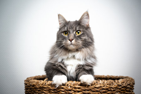 blue tabby maine coon cat leaning on basket on white backgroundの写真素材