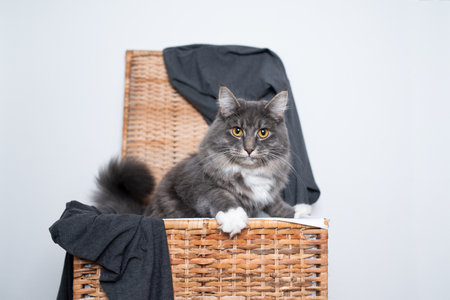 young blue tabby maine coon cat with white paws in open laundry basket with dirty clothes looking at cameraの写真素材