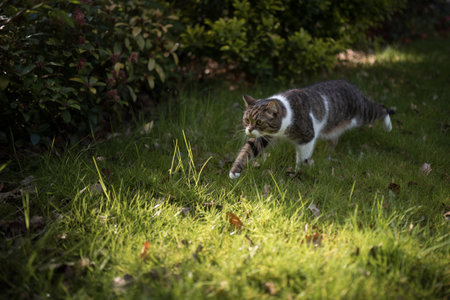 tabby white british shorthair cat lurking through garden huntingの写真素材