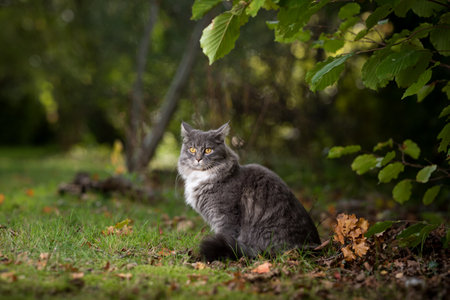 young blue tabby maine coon cat with white collar outdoors in nature sitting next to autumn leaves on grass looking at gardenの写真素材