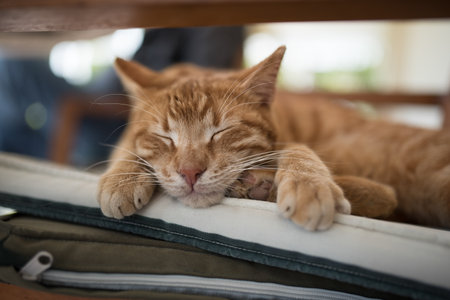 turkish ginger stray cat ralxing on chair in hotelの写真素材