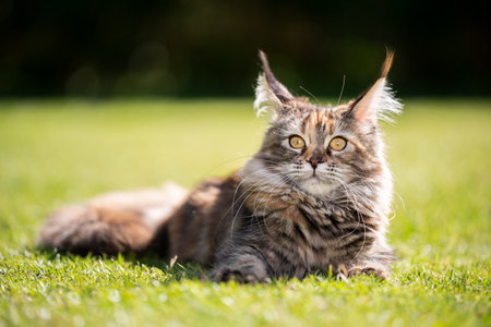 beautiful tortoiseshell maine coon cat resting on grass outdoors in sunlightの写真素材