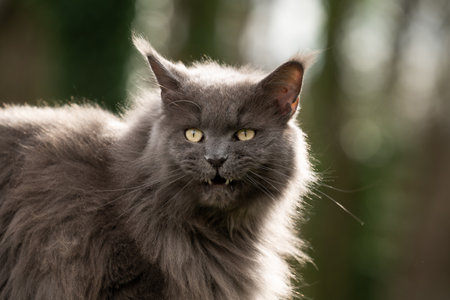 blue maine coon cat outdoors portrait with open mouth meowingの写真素材