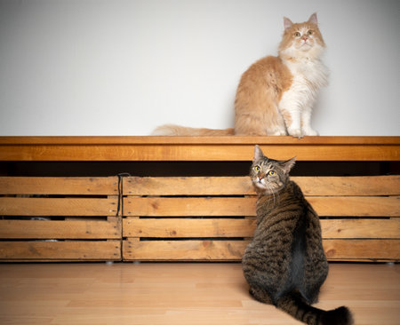two different breeds of cats waiting for food looking expectantlyの写真素材