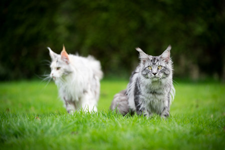 two different colored maine coon cats standing on lawn outdoors in the back yardの写真素材
