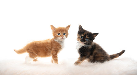 side view of two cute 5 week old maine coon kittens standing on fake fur isolated on white background looking at camera curiouslyの写真素材