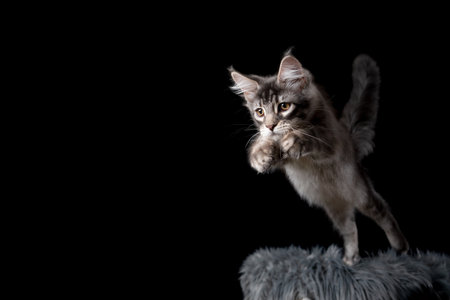 playful tabby maine coon kitten jumping off scratching post hunting looking ahead focused isolated on black backgroundの写真素材