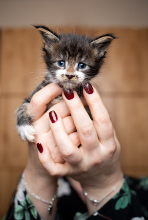 pet owner holding 5 week old cute tiny tabby maine coon kitten in hand. the cat is looking at cameraの写真素材