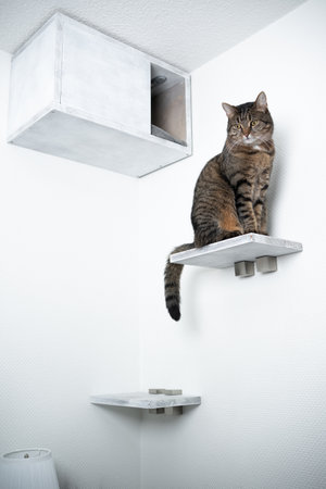 tabby domestic shorthair cat sitting on step in front of diy pet cave shelf looking downの写真素材