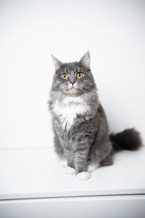 portrait of an adorable fluffy blue tabby white maine coon cat sitting on cupboard looking at cameraの写真素材